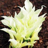 Hosta Funkia White Feather 1 szt. sadzonka sadzonki kłącze