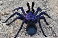 Phormictopus sp.Dominican purple (SpidersForge