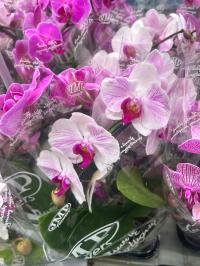 Орхидея Jmp 2 побега 60 см свежая доставка