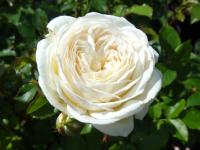 Róża Artemis (specjalne opakowanie)