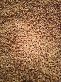 Яровая Пшеница 2025