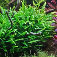 Microsorum minor - thin leaves - Songrow (koszyk)