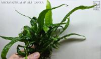 Microsorum sp. Sri Lanka od fibell