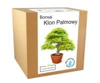Набор для выращивания деревце Бонсай Клен Пальмовый лист