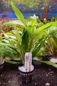 Hygrophila salicifolia-орех узколистный