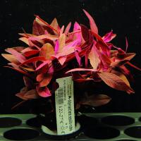 Alternanthera Sessilis-Rubra мега-bordowa XXL