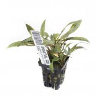 INVITAL Cryptocoryne walkeri lutea koszyk Ø 5,5 cm