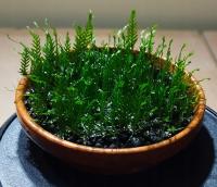 Fissidens Crassipes - forma emersyjna