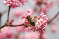 KALINA KWITNĄCA ZIMĄ PIERWSZY POKARM DLA PSZCZÓŁ