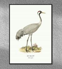 ŻURAW ptaki Polski grafika ze starego atlasu ptaków 30x40 cm (A3)