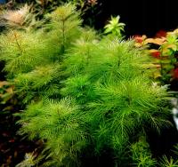 Myriophyllum Mattogrossense разведение под водой