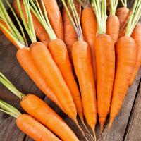 Морковь каротин ранний очень сладкий сорт