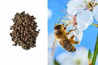 Pszczoła murarka ogrodowa kokony 200 szt. + 15% gratis, pudełko, instrukcja