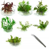 Набор растений для третьего плана для аквариума 7 видов бесплатно