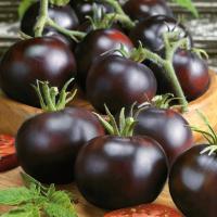 Томат Blackball-земля рекомендуется! - СЕМЯ