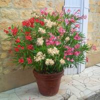 Олеандр триколор 3 цвета в одном горшке C3