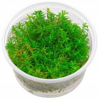 Rotala rotundifolia rotala okrągłolistna Roślina w kubeczku 10cm
