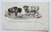 Stara Rycina XIX w La Forêt de Bialowiecz Żubr i Tur 1835