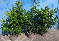 Laurowiśnia NOVITA 100-130cm w doniczce idealne na żywopłot