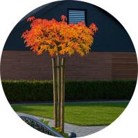 AMBROWIEC NA PNIU 160CM CZERWONY JESIENIĄ EFEKTOWNY OGRÓD PREMIUM