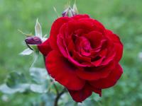 Róża wielkokwiatowa czerwona Cygne Noir sadzonki róż P11 krzew do ogrodu