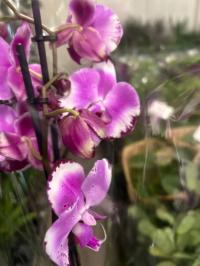 Storczyk żywy JMP 2pęd 60cm holand