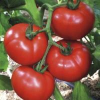 Pomidor Brillante F1 nasiona holenderskie + klipsy do łodyg