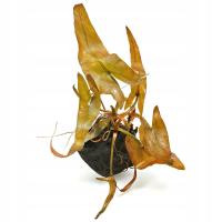 Lotos Nymphaea rubra RÓŻOWY saxon4