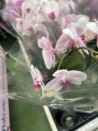 Storczyk żywy JMP 2 pędy formowany