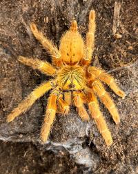 Pterinochilus murinus rcf l2