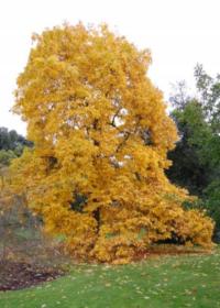 ORZESZNIK PIĘCIOLISTKOWY Carya ovata NASIONA 40 sztuk - 100g.