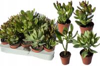 Суккуленты набор растение живое растение для леса в стеклянной банке 2 шт.