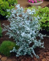 Эвкалипт GUNNI морозостойкий отпугивает комаров синий, красивые саженцы