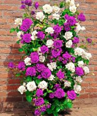 RÓŻA PNĄCA FIOLETOWA SILNIE PACHNĄCA 522