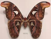 Motyl Attacus atlas samica 202mm. HODOWLA SUPER STAN !!