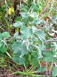 Nasiona SZANTA ZWYCZAJNA - niezwykle cenne zioło na kaszel i trawienie