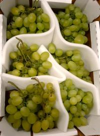 Farma Rohoznice Winogrona białe Vittoria Włochy 500 g