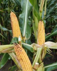 Семена кукурузы Kosmal FAO 260 для силоса уверен большой урожай