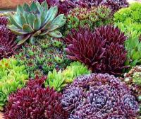 Рок-РОЙНИКИ драгоценные камни смесь видов семена