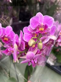 Storczyk żywy JMP 2pędy 40cm Multiflora drobne kwiaty