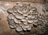 Мицелий вешенки балот на соломе