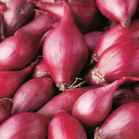 Cebula Dymka Karmen Czerwona Rozmiar 10-21 0,25 kg odporna smaczna plenna