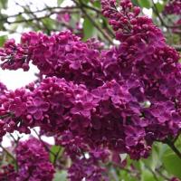 Бузина темно-фиолетовая сирень саженец красиво ароматный чудесные медоносные цветы