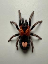 Cyriocosmus elegans DOROSŁY SAMIEC ptasznik