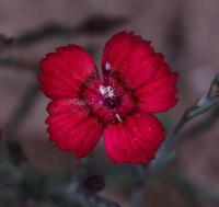 GOŹDZIK CZERWONY Piękne Czerwone Kwiaty Sadzonka 0,5L P9