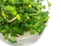 ROŚLINA DO AKWARIUM SZYBKI WZROST DEKORACYJNA SADZONKA GĘSTY DYWAN TRAWNIK