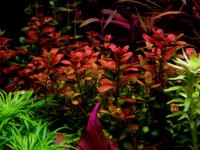 Cuphea anagalloidea RARYTAS