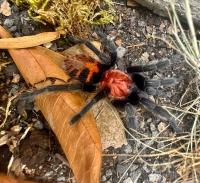 PAJĄK PTASZNIK DAVUS PENTALORIS L5/6 