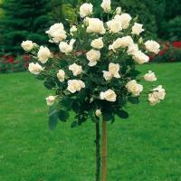 Róża na pniu BIAŁA wielkokwiatowa