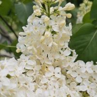 Lilak Primrose UNIKATOWY ŻÓŁTY BEZ długo kwitnie sadzonka 2L